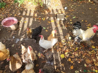 Chickens poultry - Advert 1