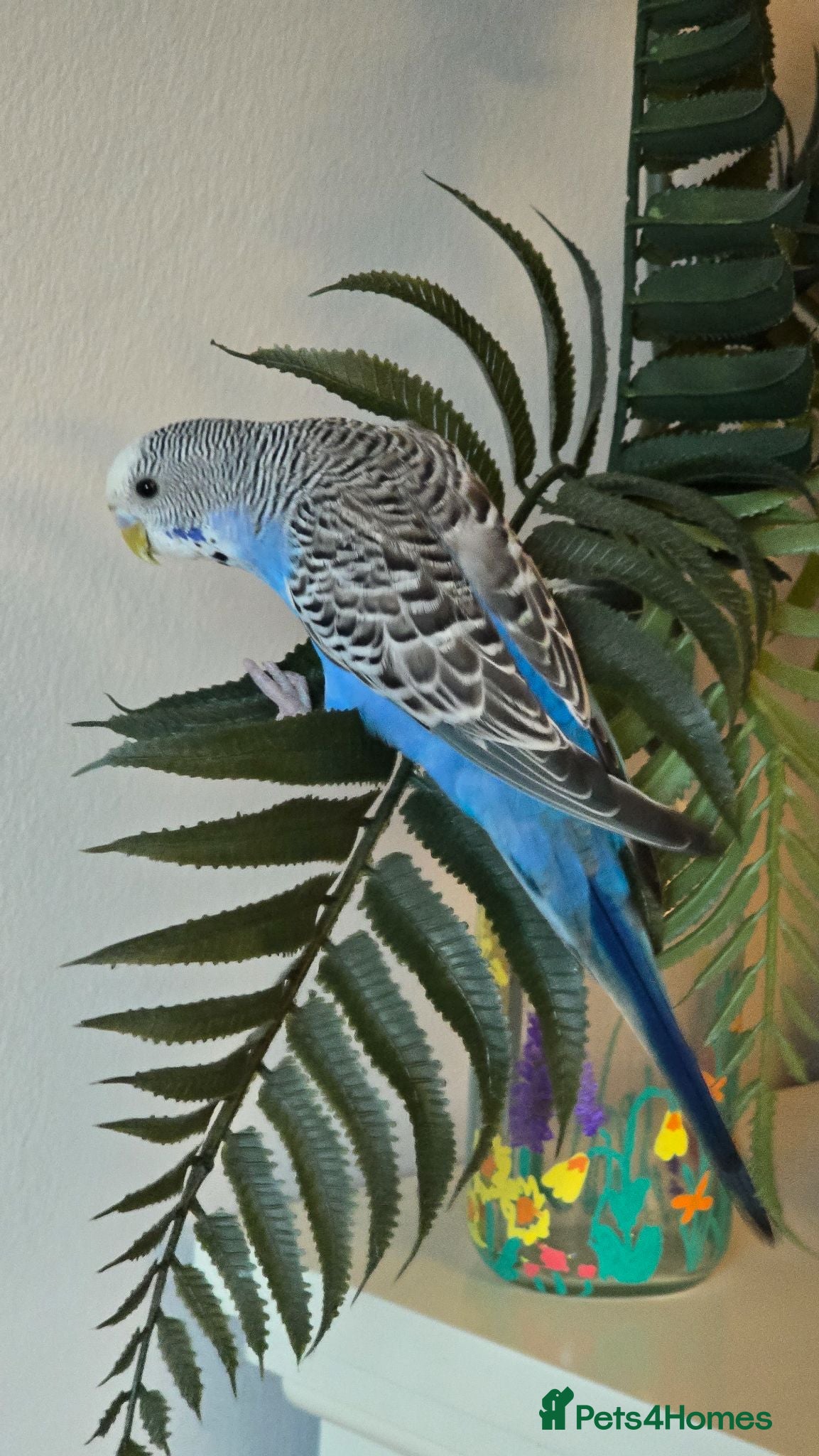 Budgerigars birds Blue budgie - Advert 17