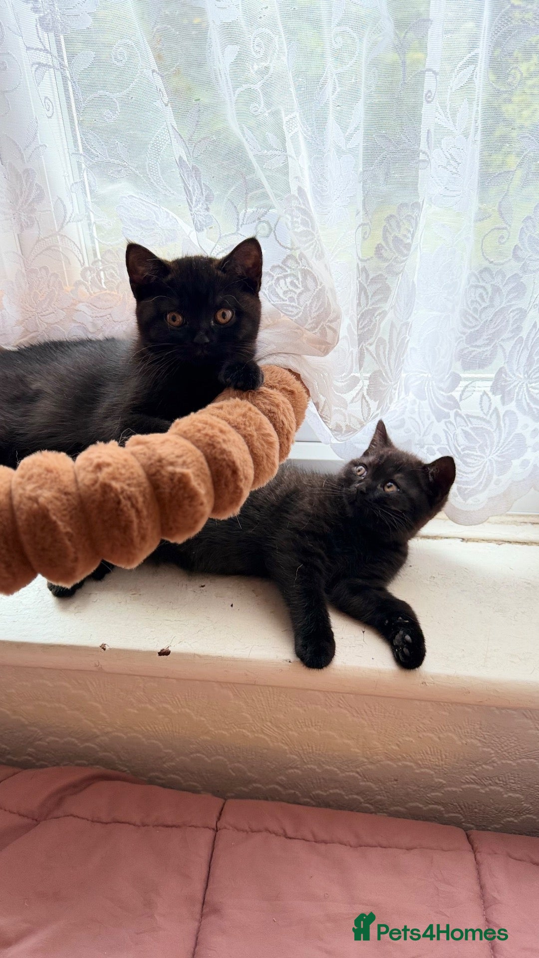 British Shorthair cats Beautiful x2 black female kittens £400 for both - Advert 2