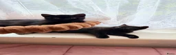 British Shorthair cats for sale: Beautiful x2 black female kittens £400 for both - Advert 2