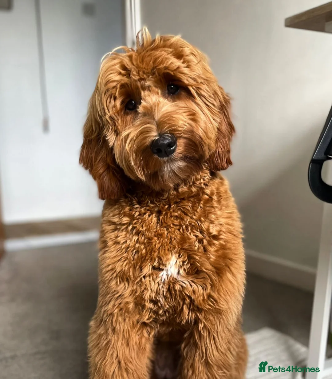 Goldendoodle dogs for sale: WAITING LIST- Australian Labradoodle RED&White TUX - Advert 22