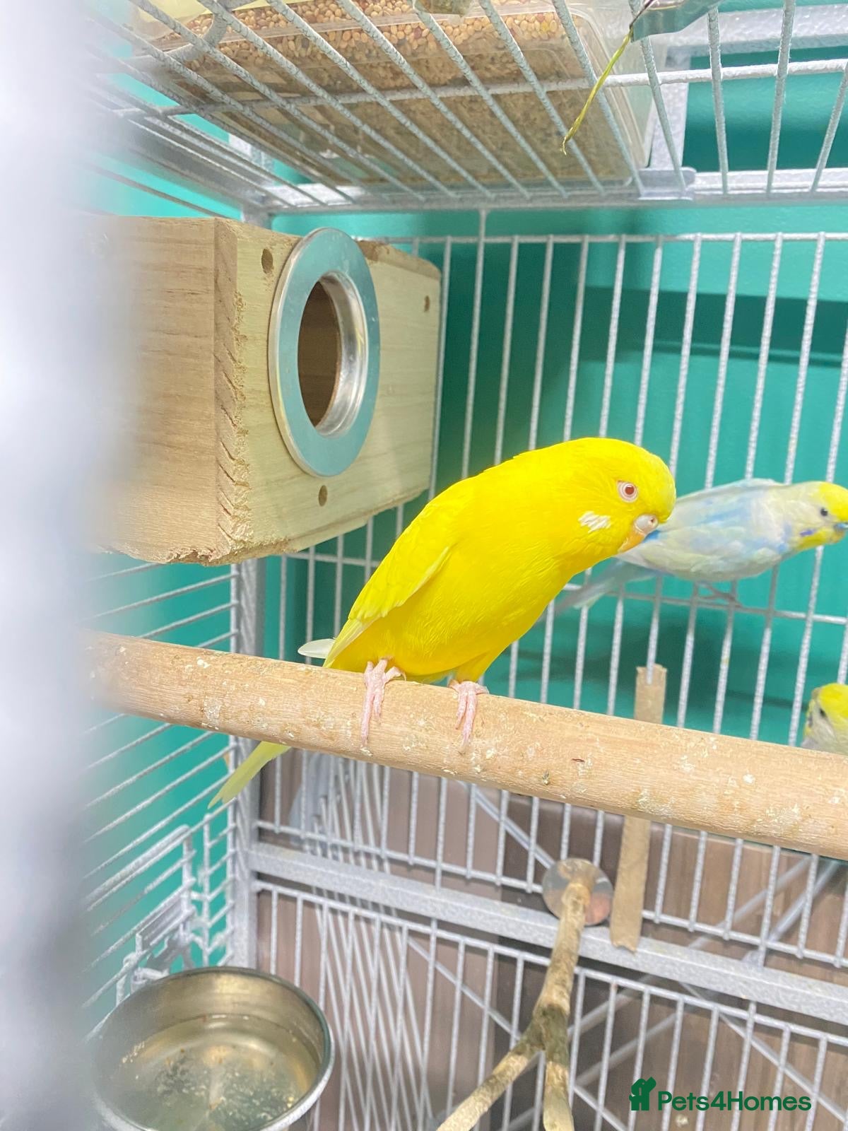 Budgerigars birds Female budgie - Advert 1