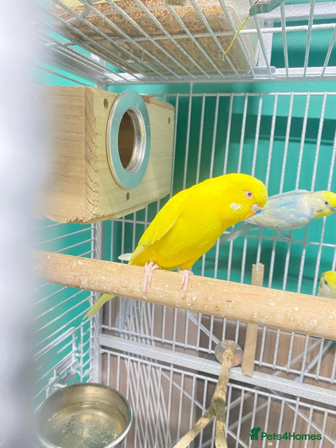 Budgerigars birds for sale: Female budgie in Batley - Advert 1