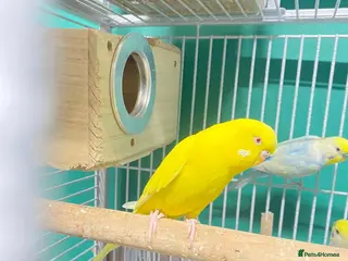 Budgerigars birds Female budgie - Advert 1