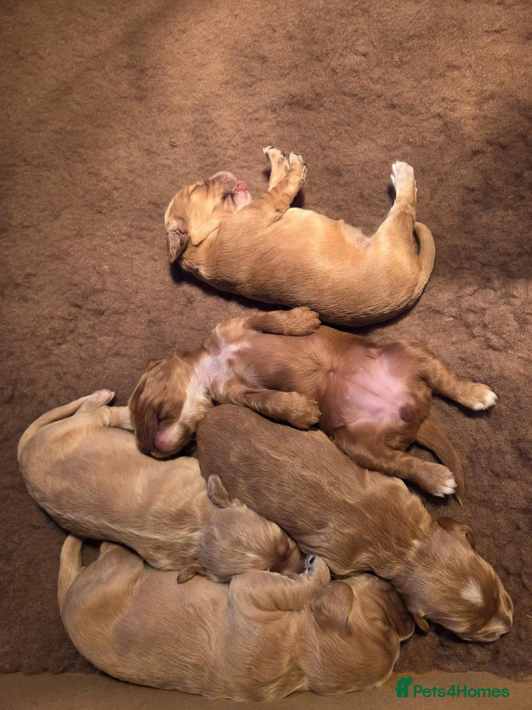 Cocker Spaniel dogs for sale: KC Registered Golden & Red Working Cocker puppies in Kendal - Advert 2