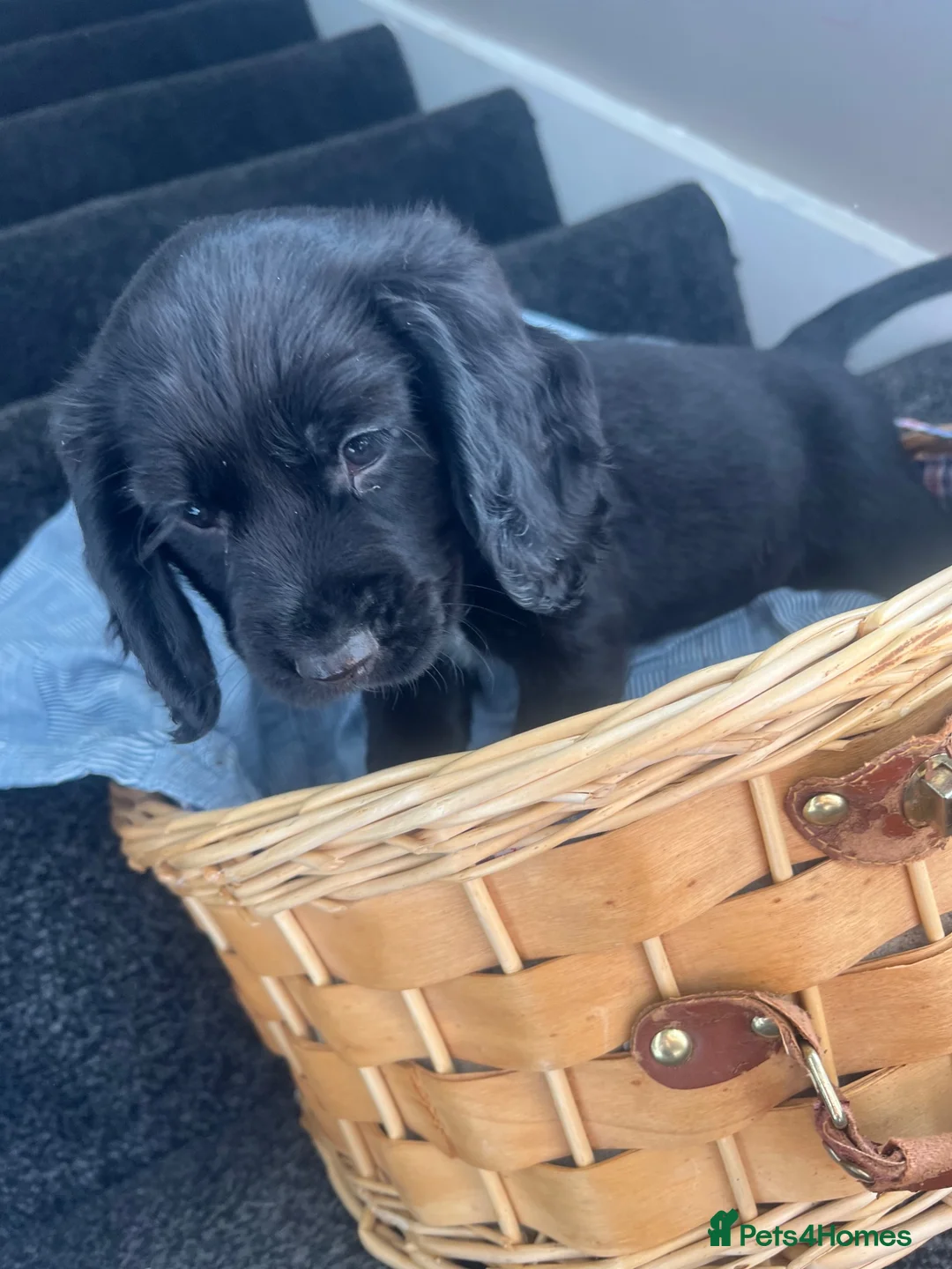 Cocker Spaniel dogs for sale: Cocker spaniel puppies - Advert 2