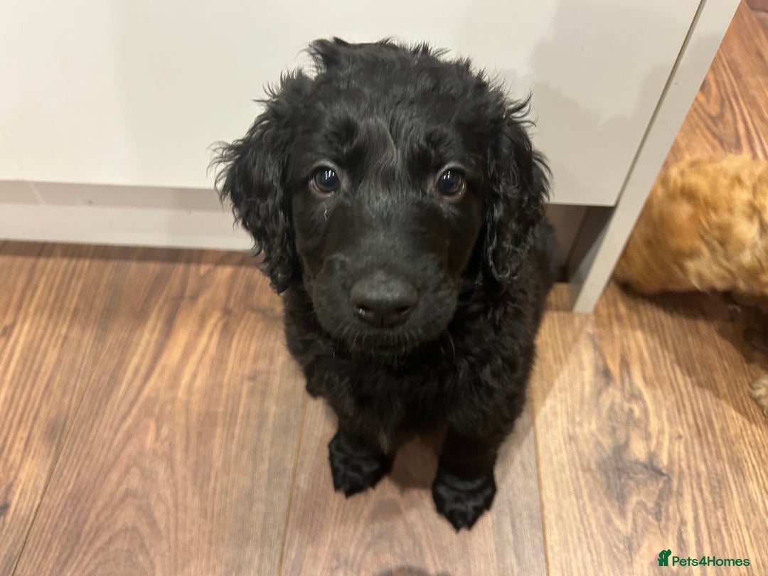 Goldendoodle dogs for sale: Gorgeous Goldendoodle Puppies Multi Generation F3  - Advert 13