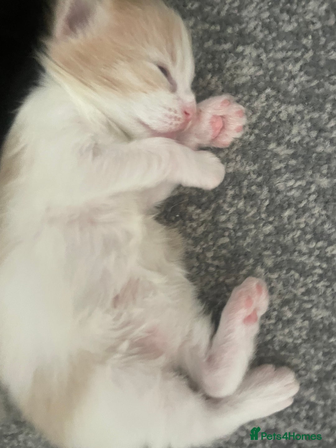 British Longhair cats for sale: 4 gorgeous kittens  - Image 3