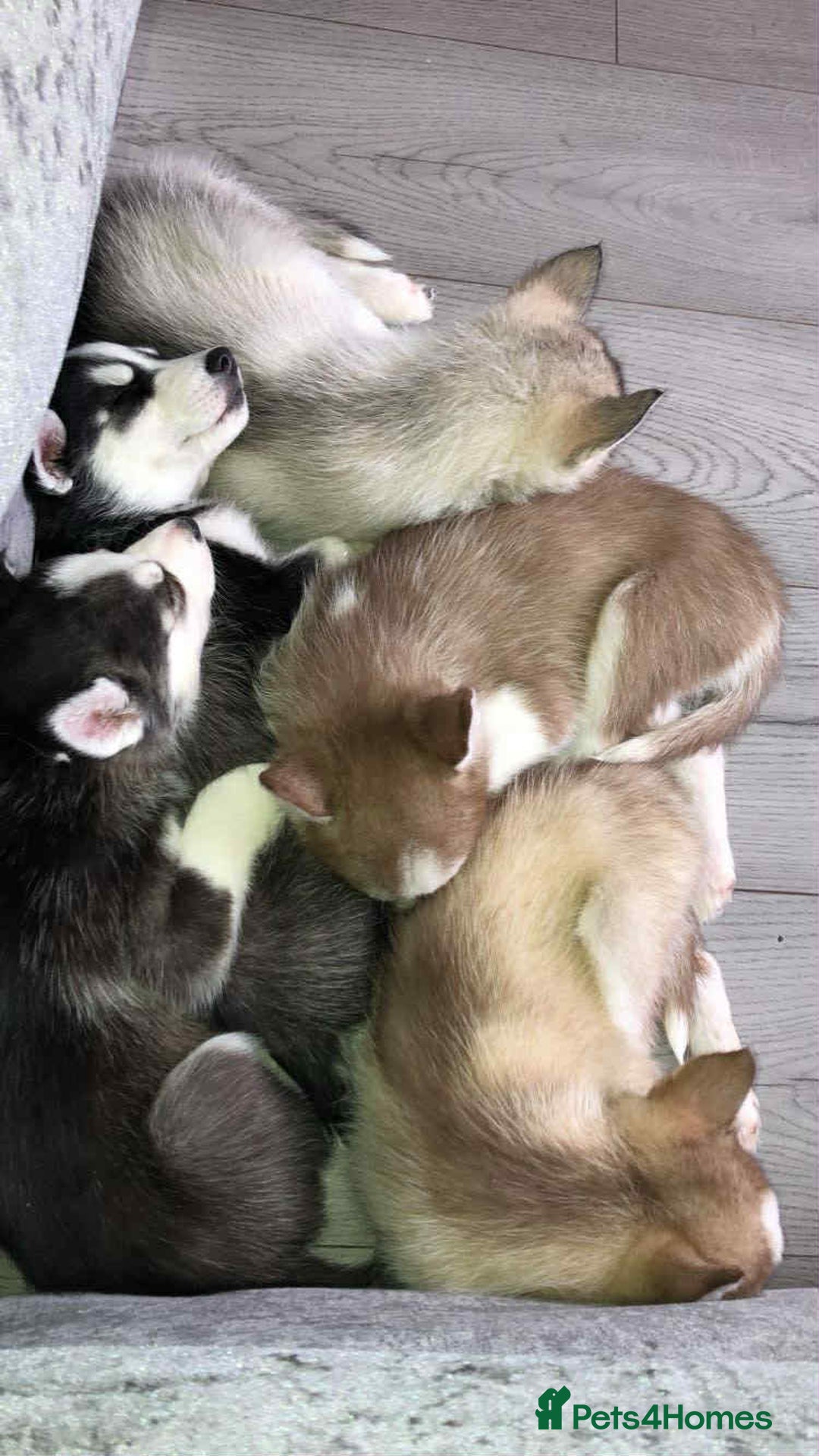 Shepsky dogs for sale: Puppies - Advert 8