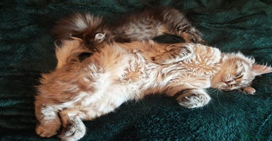 Siberian cats - Advert 12
