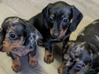 Miniature Dachshund dogs Miniature Dachshund Litter of 3 puppies - Advert 12