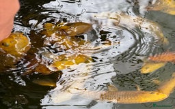 Koi Carp fish for sale: Chagoi koi carp - Image 2