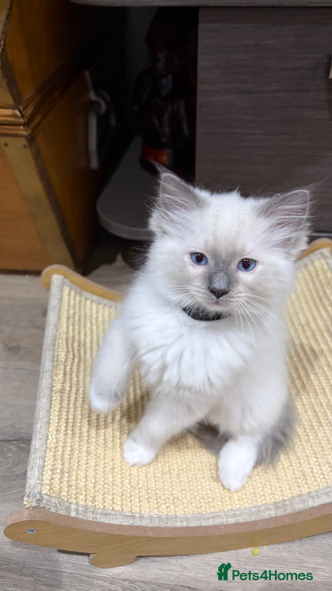Ragdoll cats for sale: 3 Ragdoll kittens  - Advert 3