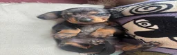 Dachshund dogs for sale: BEAUTIFUL MINI DACHSHUNDS PRA CLEAR & KC REG - Advert 12