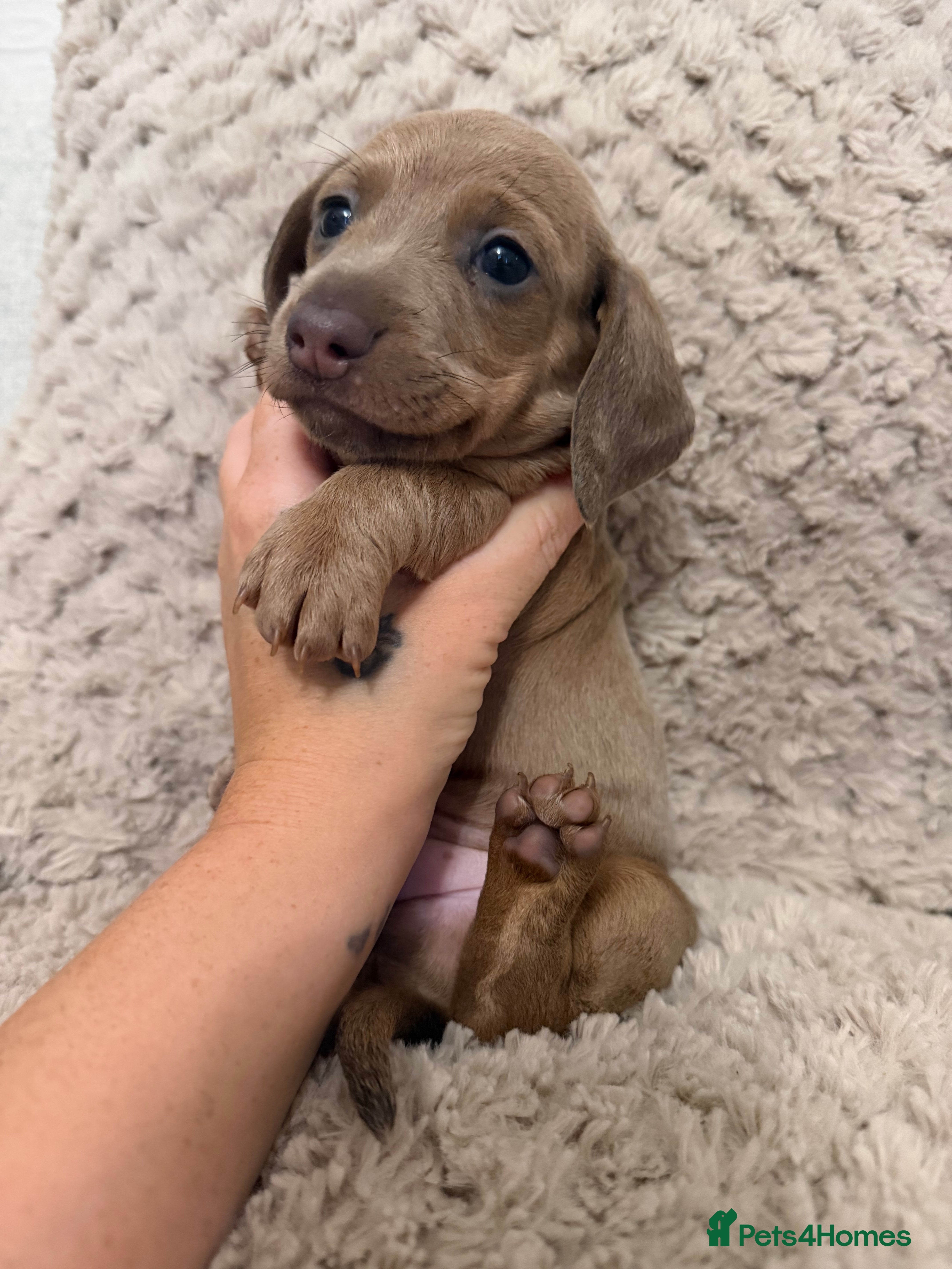Miniature Dachshund dogs Beautiful KC Registered Miniature Dachshund Pups  - Advert 2