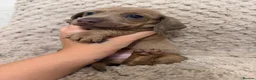Miniature Dachshund dogs for sale: Beautiful KC Registered Miniature Dachshund Pups  - Advert 9