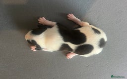 Mixed Breed dogs for sale: StaffyXAmerican bulldog puppies  - Image 27