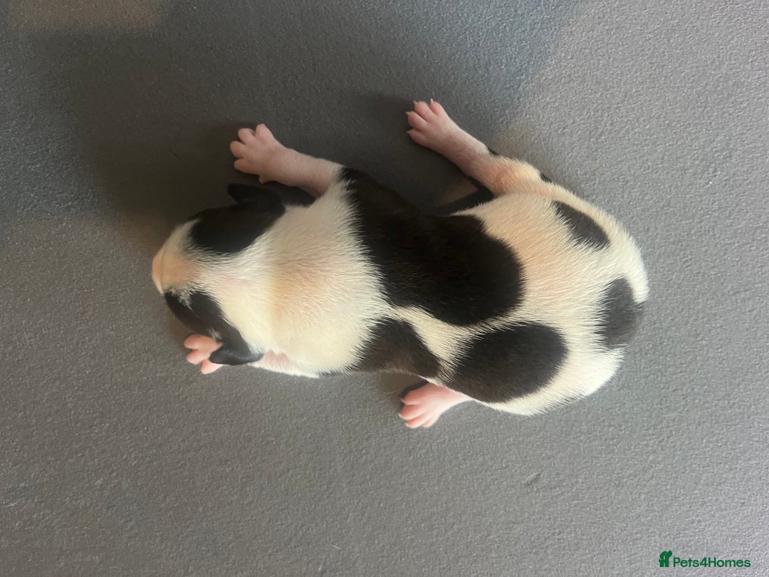 Mixed Breed dogs for sale: StaffyXAmerican bulldog puppies  - Image 27