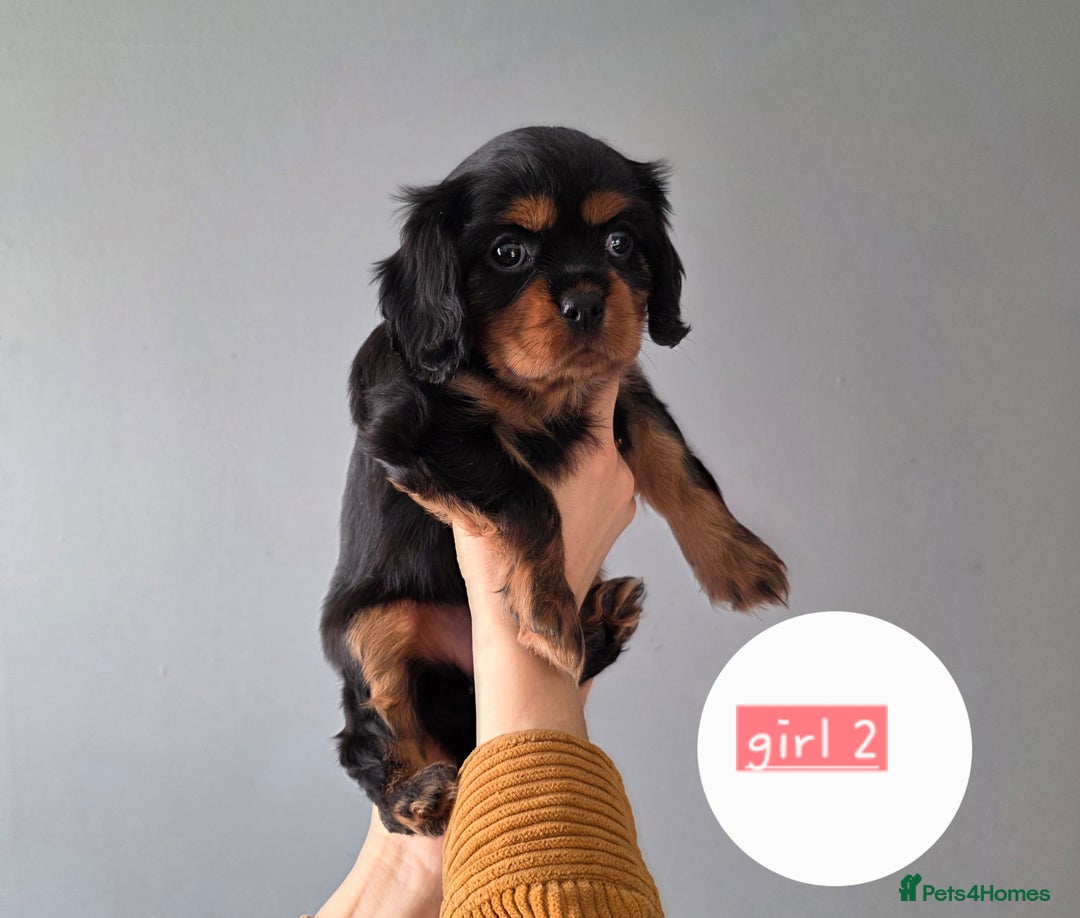 Cavalier King Charles Spaniel dogs for sale: Cavalier King Charles puppy girls - Image 6