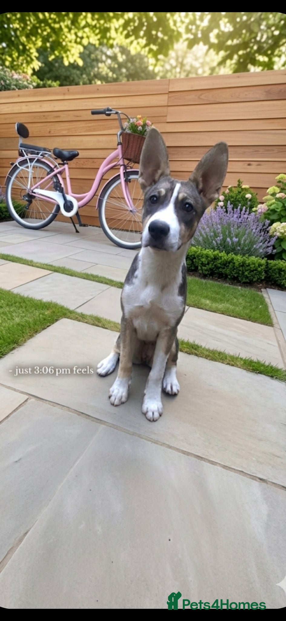 Siberian Husky dogs 5 month old husky freya  - Advert 1