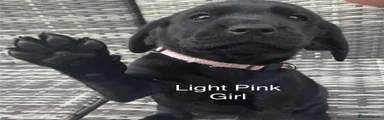 Labrador Retriever Puppy 5
