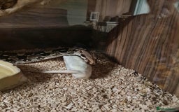 Boa Snake reptiles for sale: Boa constrictor - Image 4