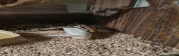 Boa Snake reptiles for sale: Boa constrictor - Advert 5