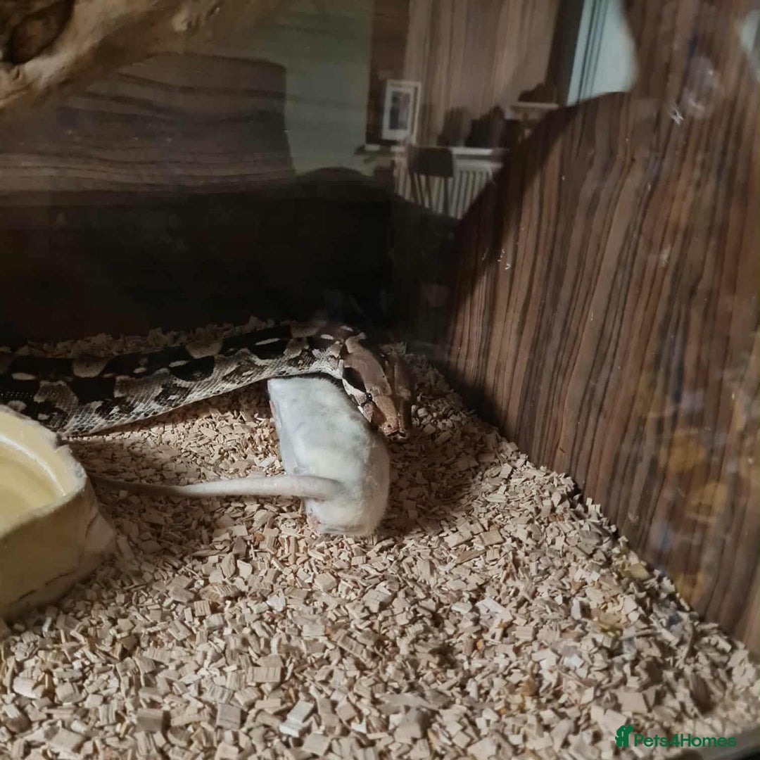 Boa Snake reptiles for sale: Boa constrictor - Image 4