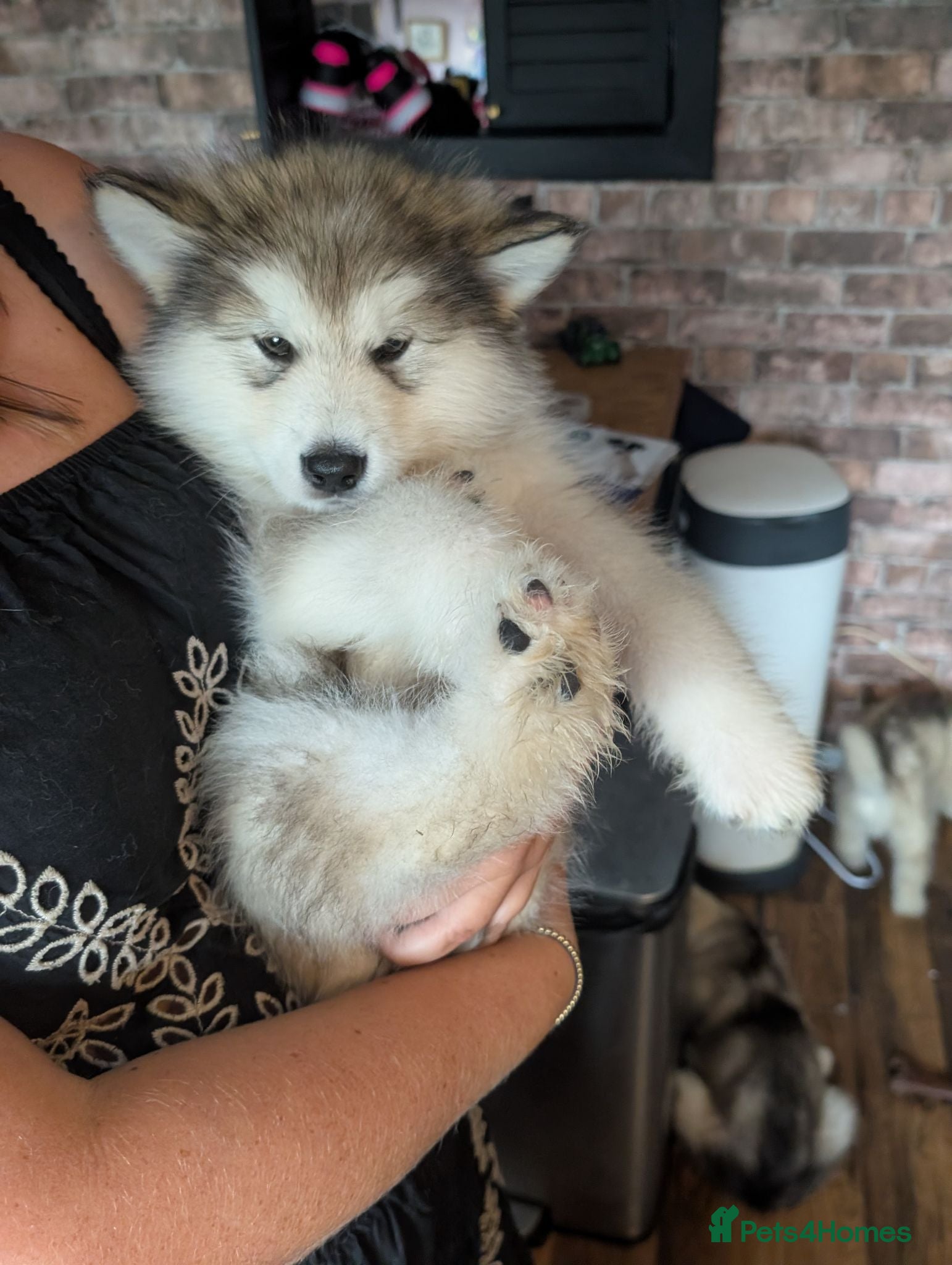 Alaskan Malamute dogs 2 male Kc Reg Alaskan Malamute puppies  - Advert 2