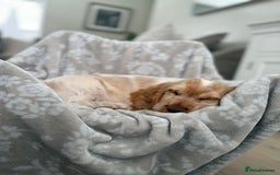 Cocker Spaniel dogs for sale: Show type cocker spaniels 🐶 ready now 🐶 - Image 8
