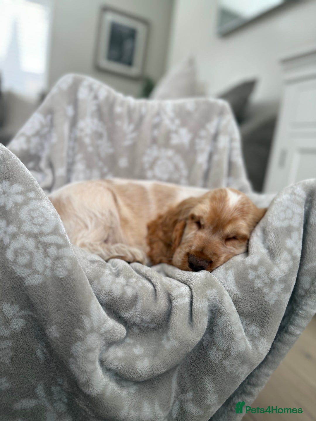 Cocker Spaniel dogs for sale: Show type cocker spaniels 🐶 ready now 🐶 - Image 8