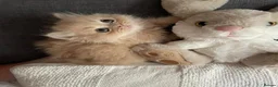 Persian cats for sale: 5 Beautiful Persian Kittens 💕🐾💙 - Advert 3