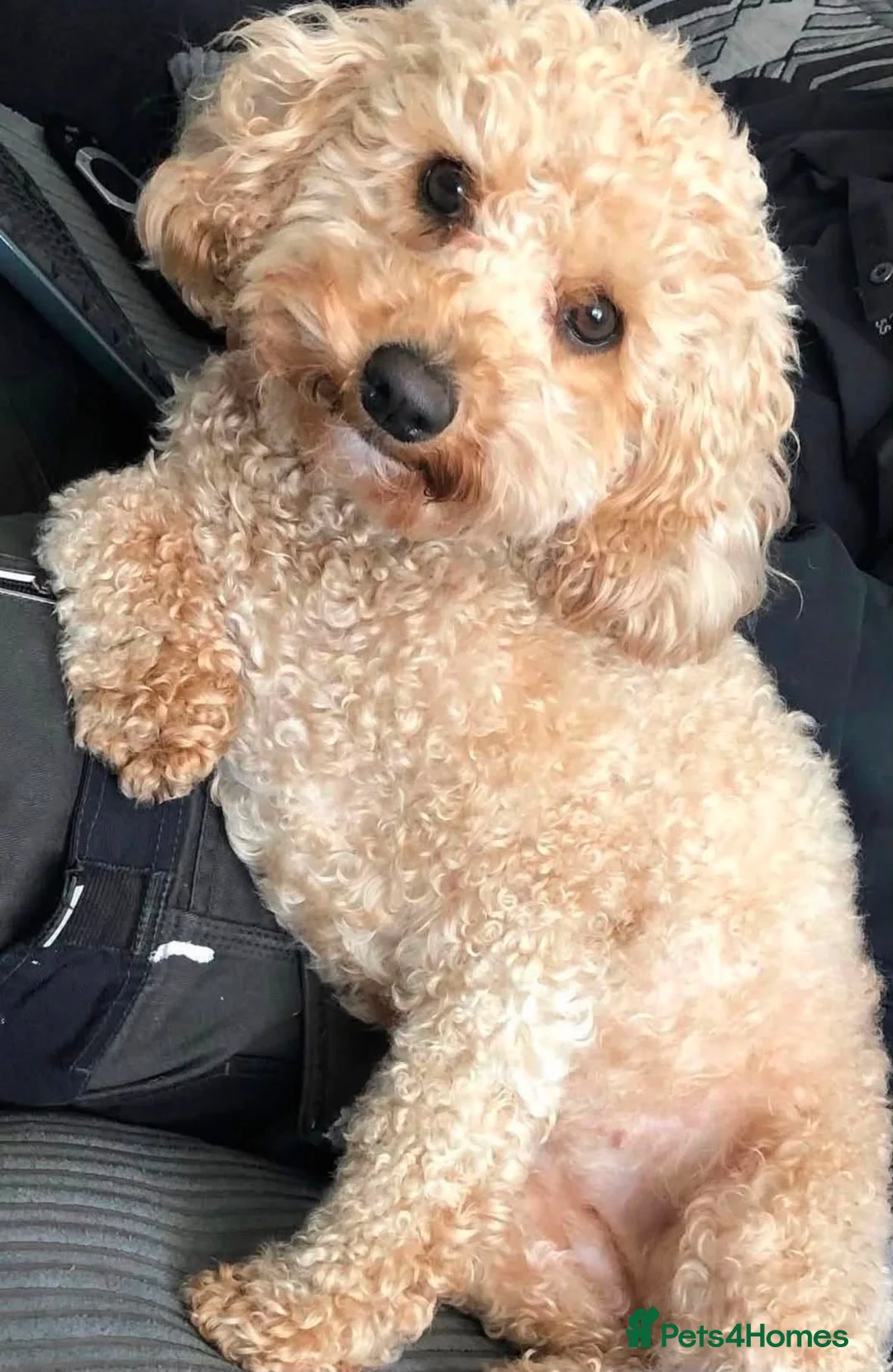 Cavapoo dogs for sale: Looking for new home for our loving Cavapoo - Advert 2