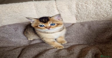 Scottish Fold cats - Advert 12