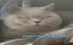 British Shorthair cats for sale: Closing of BSH cattery, 50% discount  - Image 2
