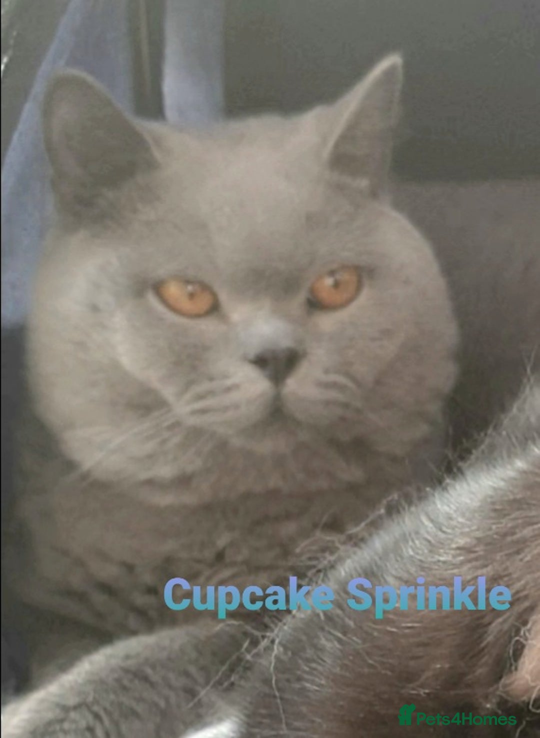 British Shorthair cats for sale: Closing of BSH cattery, 50% discount  - Image 2