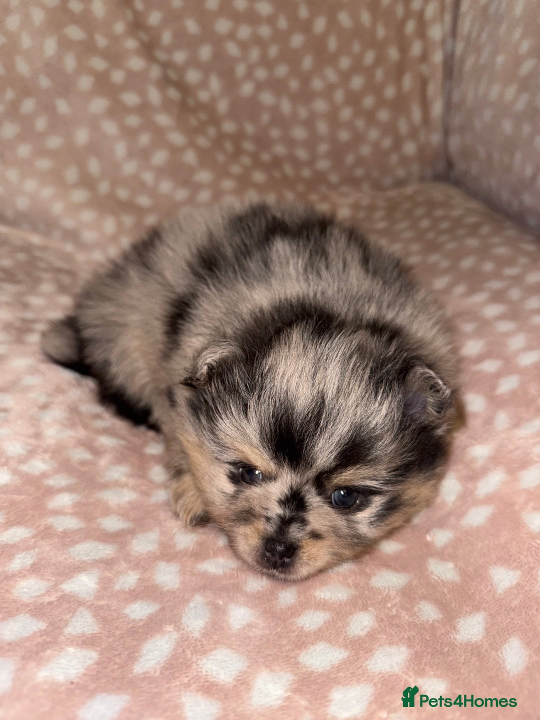 Pomeranian dogs for sale: Adorable Pomeranian Puppies 💙🩷💙 - Advert 20