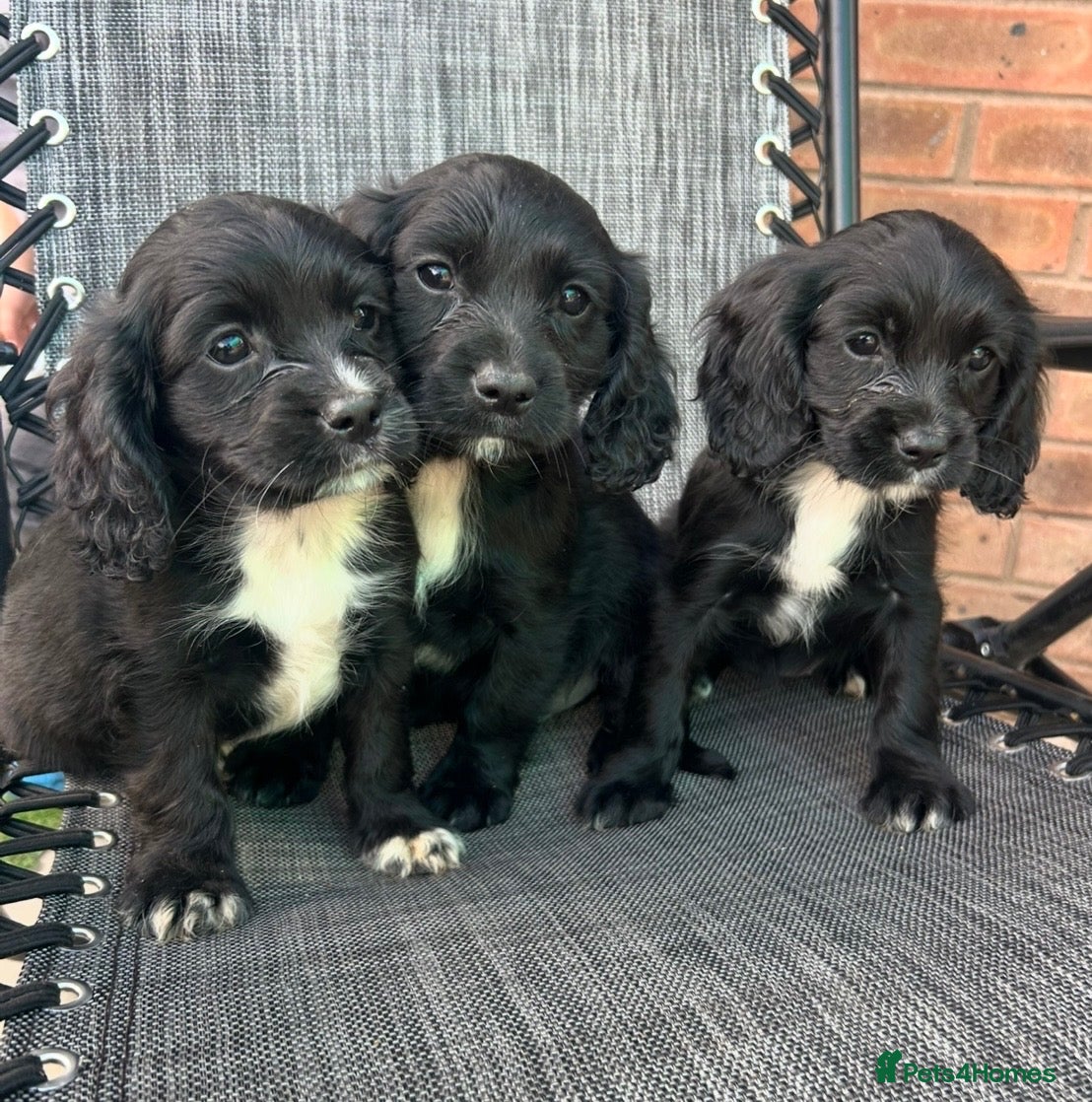 Cocker Spaniel dogs Cocker spaniel  - Advert 1