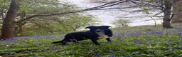 Border Collie dogs for sale: Border Collies  - Advert 5