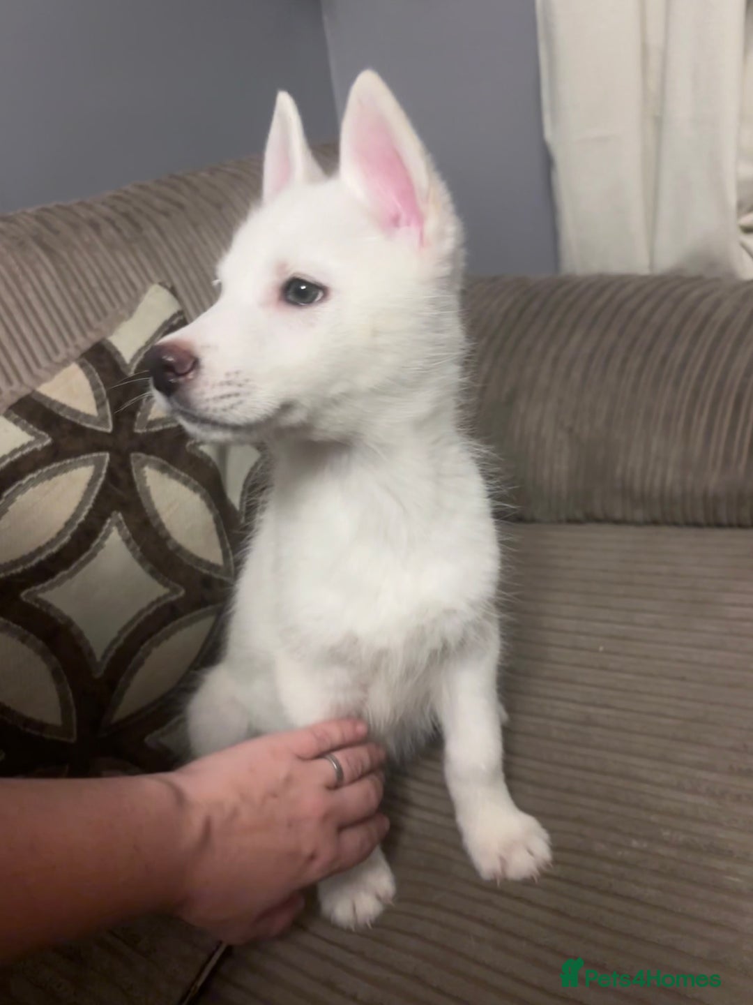 Utonagan dogs for sale: Husky (Utonagon) Puppies  - Image 15