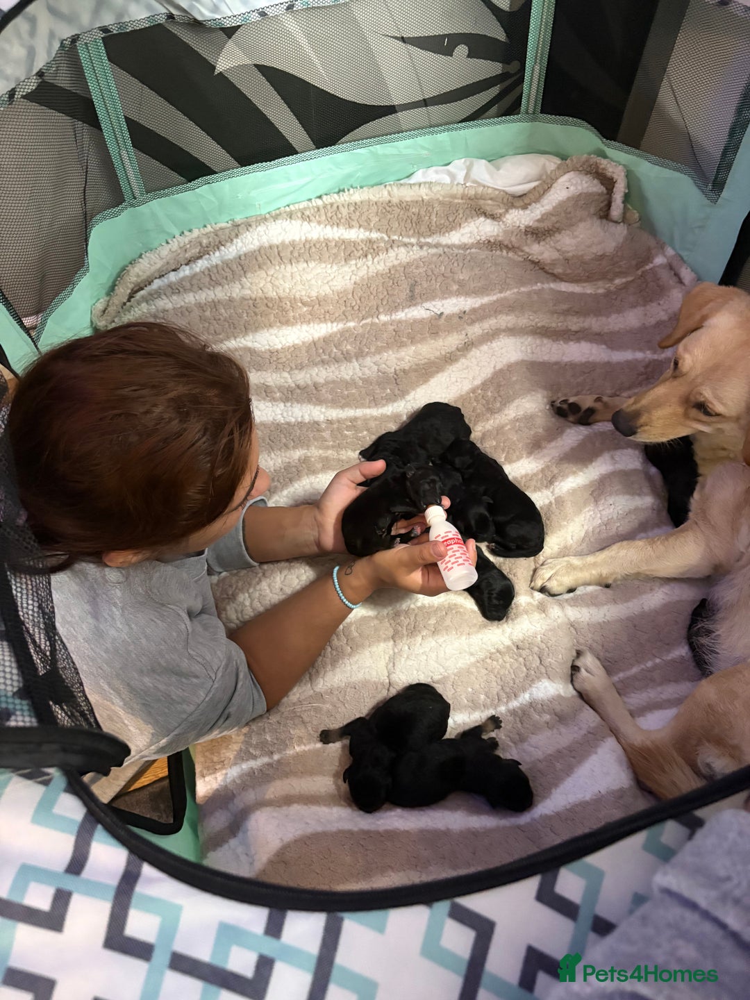 Goldador dogs for sale: Goldador puppies ready for rehome now!  - Advert 12