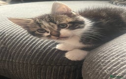 Mixed Breed cats for sale: Kittens  - Image 6