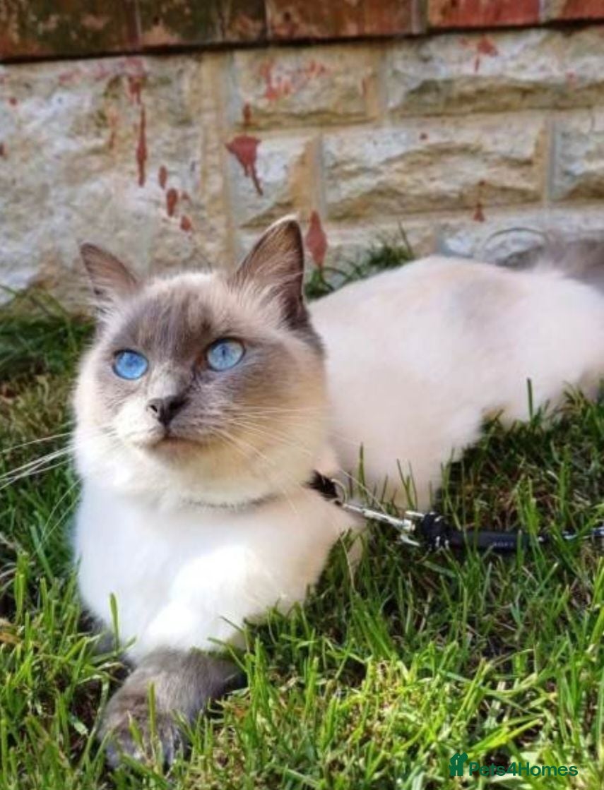 Ragdoll cats Ragdoll x kitten - Advert 1