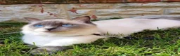 Ragdoll cats for sale: Ragdoll x kitten - Advert 1