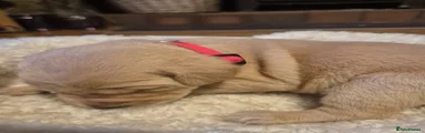 Labrador Retriever 11