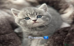 British Shorthair cats for sale: GCCF British Shorthairs **READY NOW** in Manchester - Image 11
