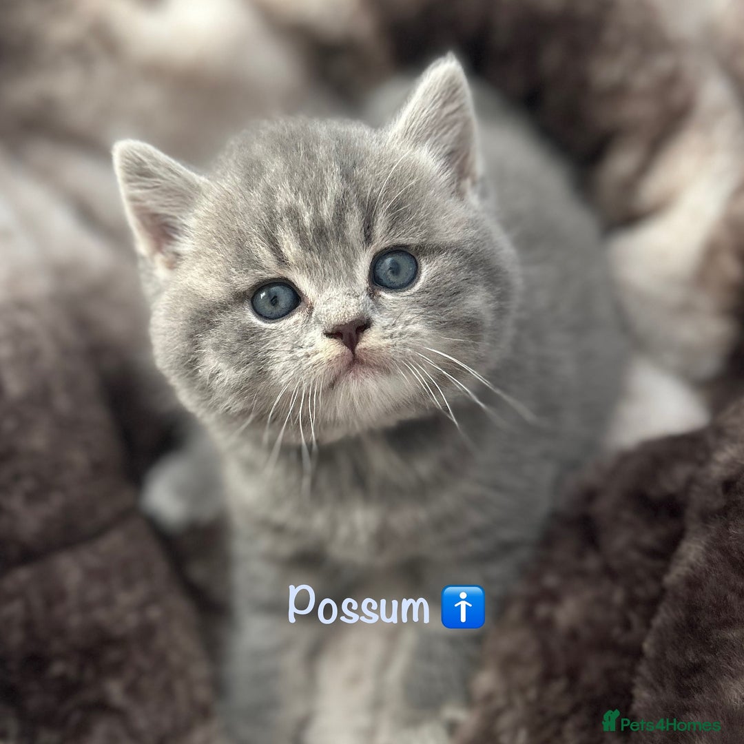 British Shorthair cats for sale: GCCF British Shorthairs **READY NOW** in Manchester - Image 11
