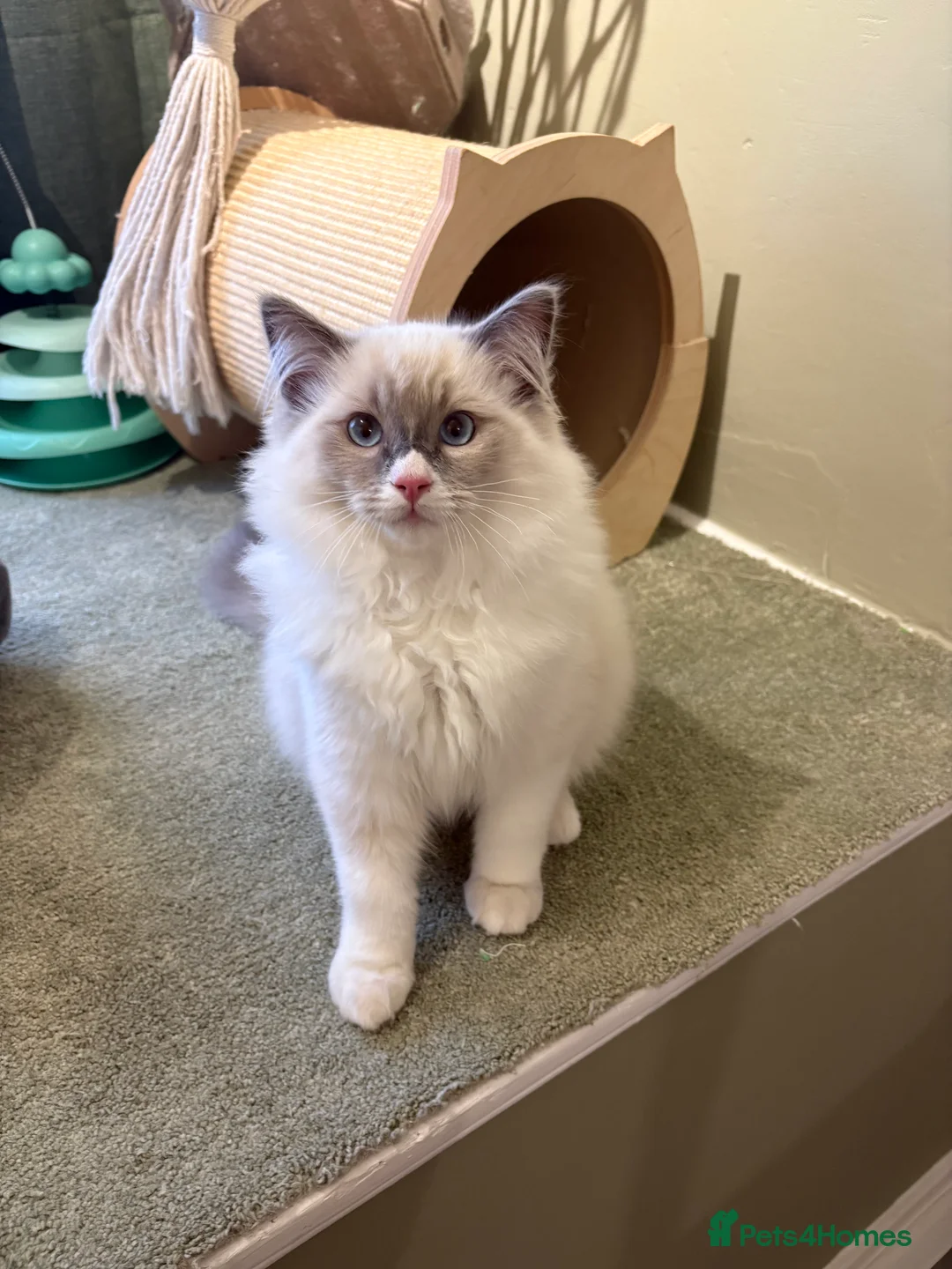 Ragdoll cats for sale: 2 boys ready now - Advert 8