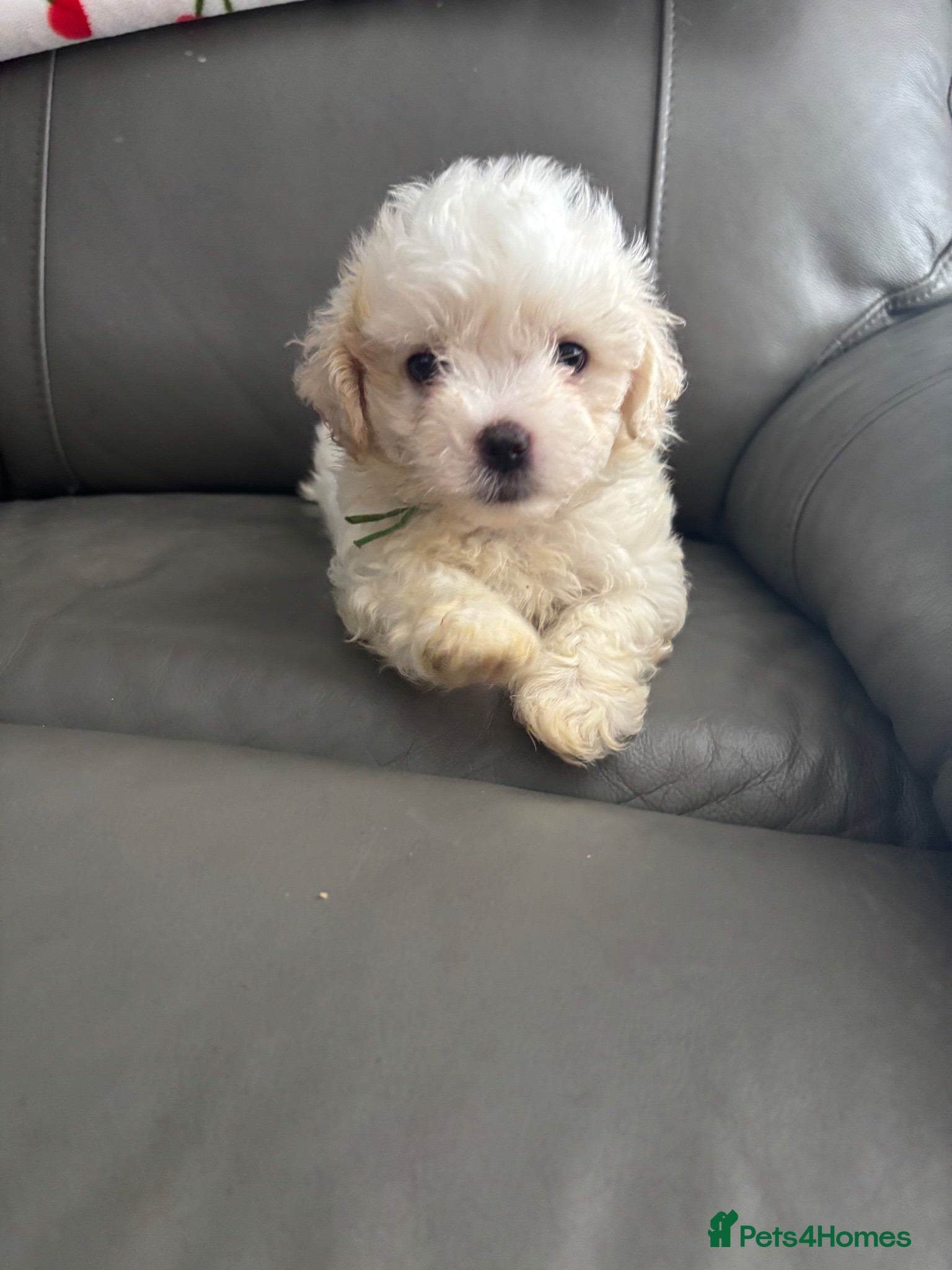 Maltipoo dogs Stunning Maltipoo ready to leave for loving home  - Advert 1