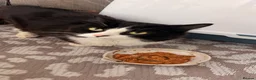 Domestic Shorthair cats for sale: For a loving home - Advert 2